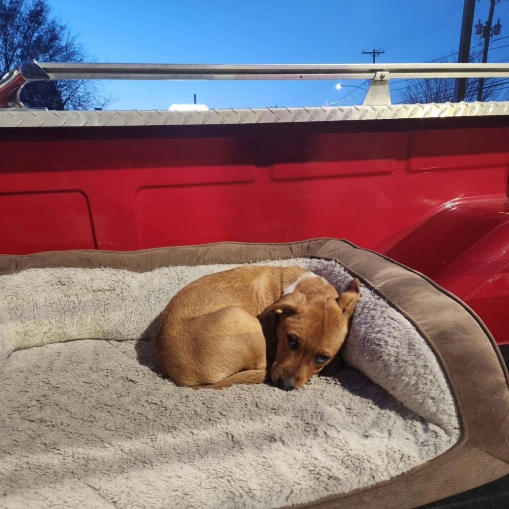 The dog is lying on a cushion in the car trailer