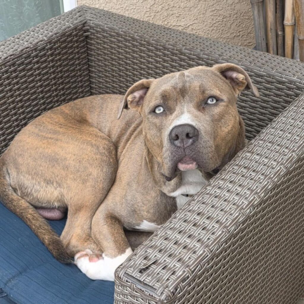 The dog is lying on a wicker chair