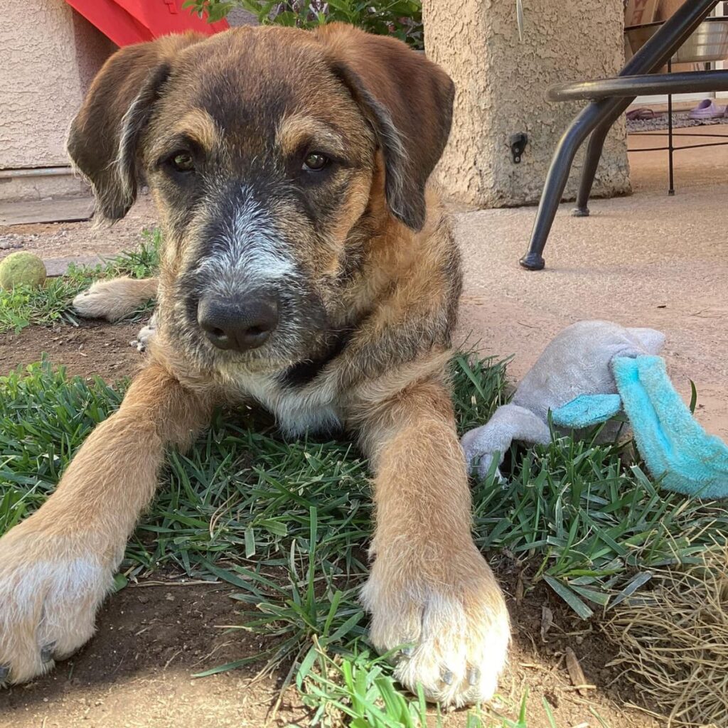 The dog is lying on the ground