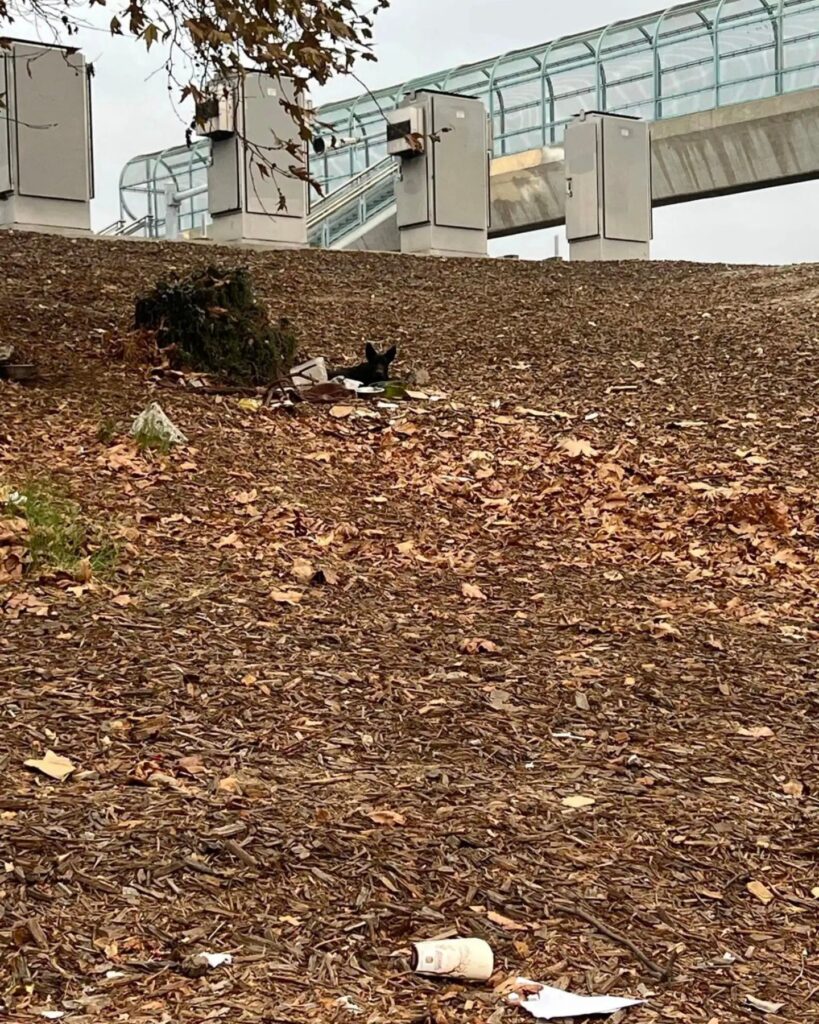 The dog is lying on the leaves on the hill