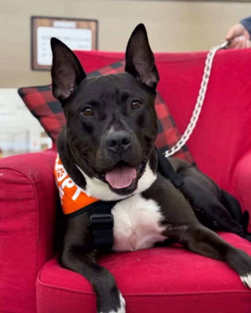 The dog is lying on the red carpet