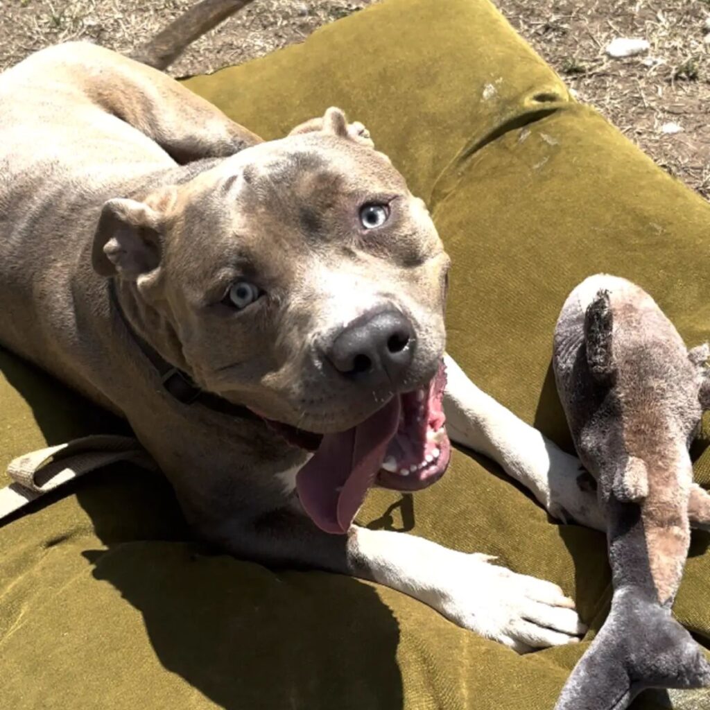 The dog is lying on the sponge