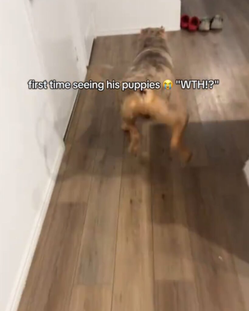 The dog is running around the house