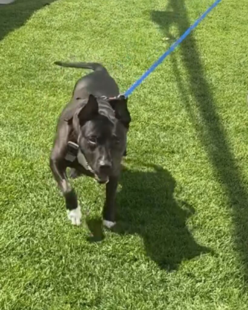 The dog is running on a leash