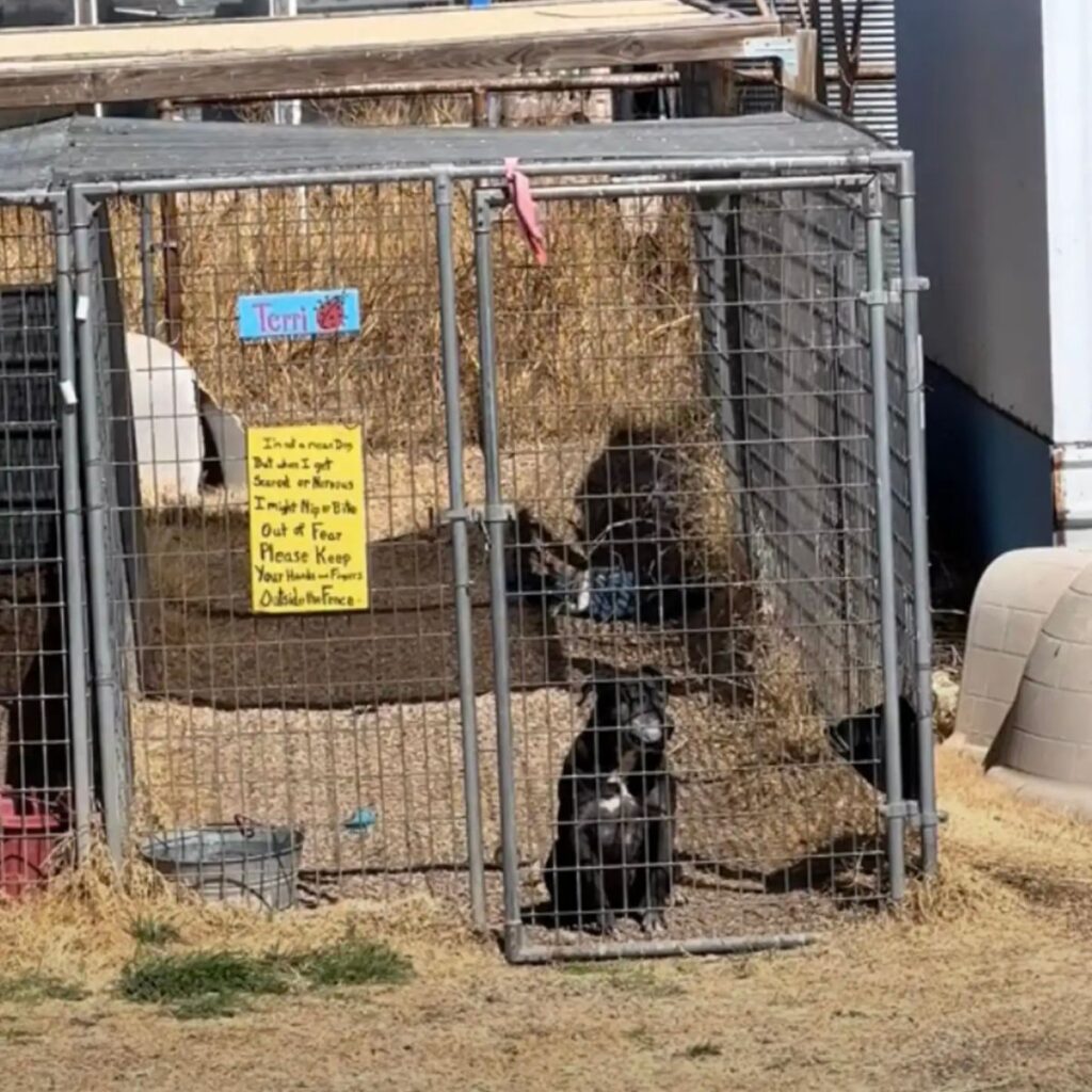 The dog is sitting in a cage