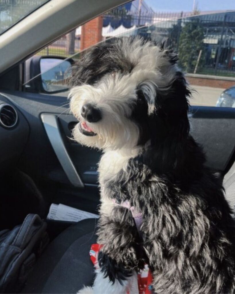 The dog is sitting in the front seat