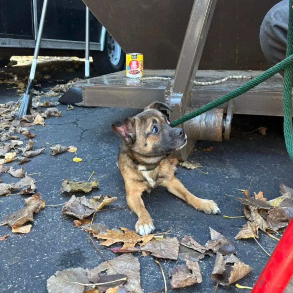 The dog is sitting next to the container