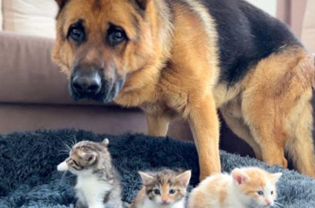 The dog is sitting next to the kitten