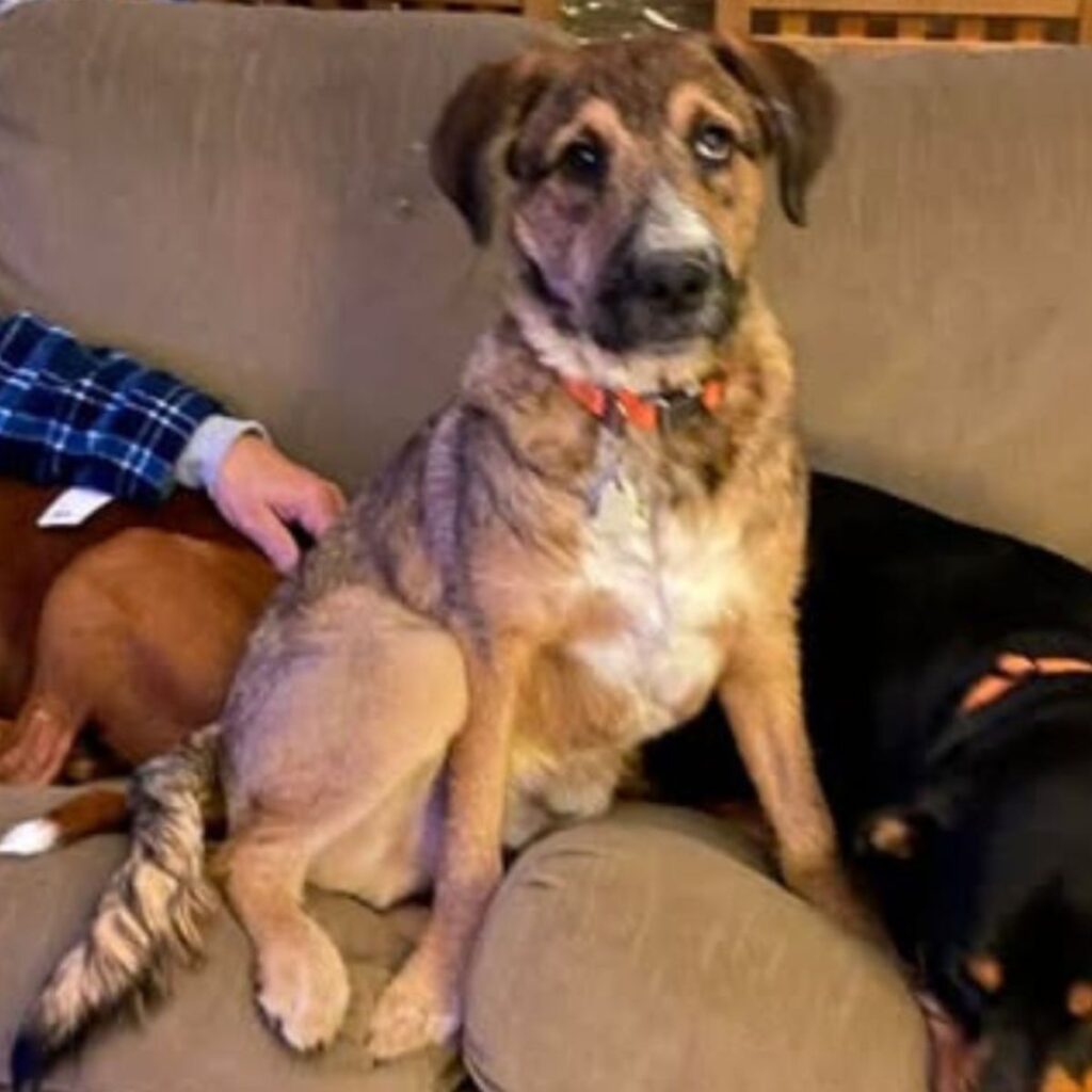 The dog is sitting on the bench