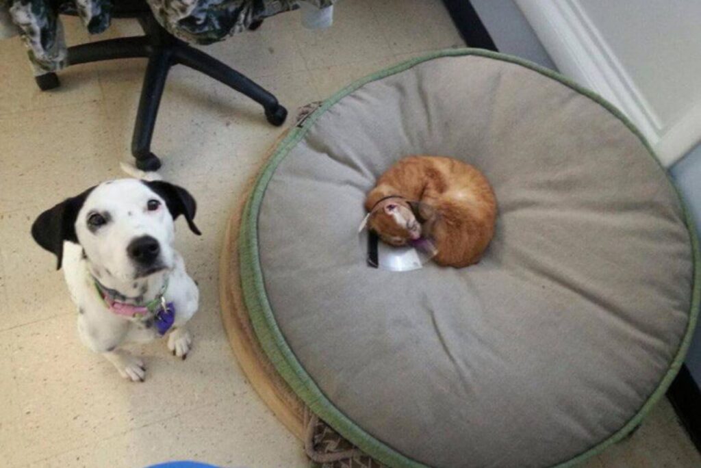 The dog is sitting on the floor, the cat is sleeping on the pillow