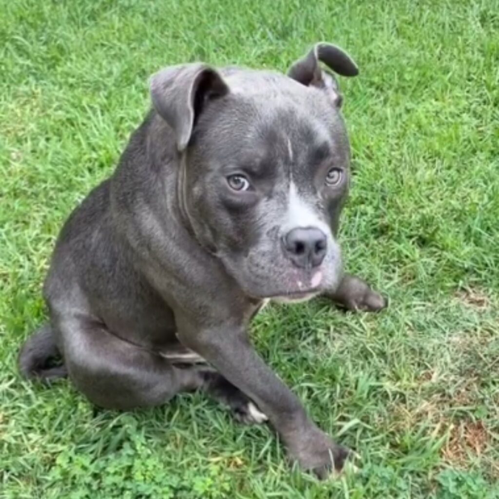 The dog is sitting on the grass