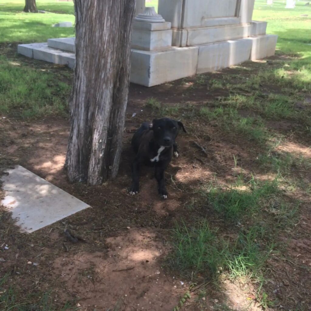 The dog is sitting on the ground next to a tree