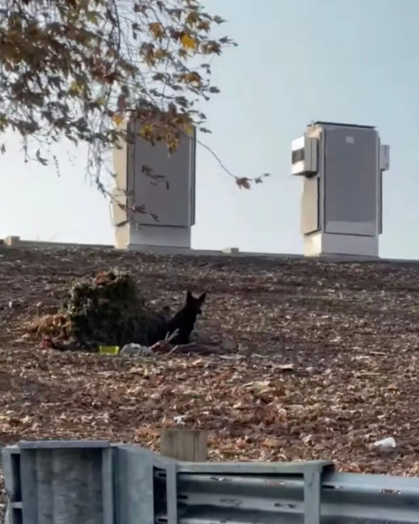 The dog is sitting on the hill