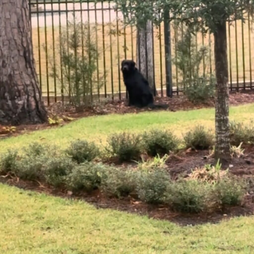 The dog is sitting on the mulch next to the fence
