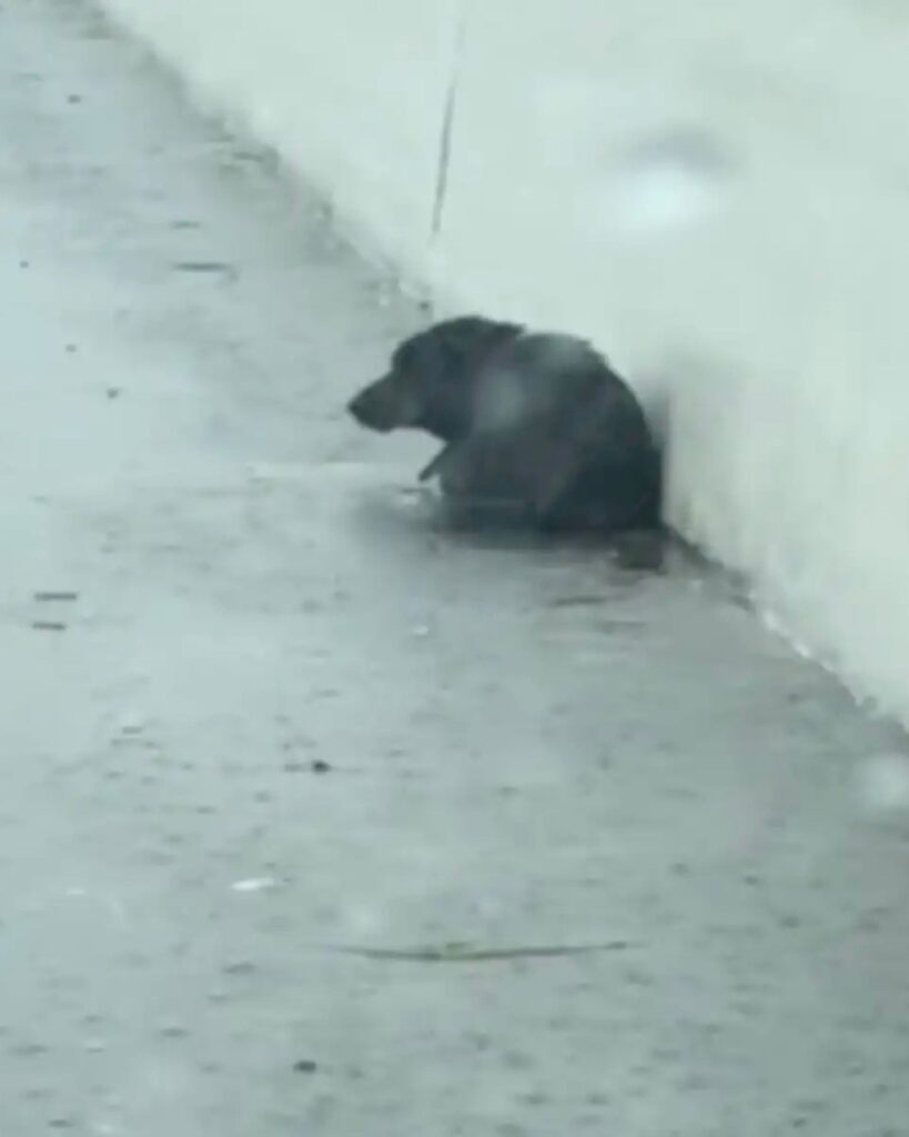 The dog is sitting on the sidewalk curled up