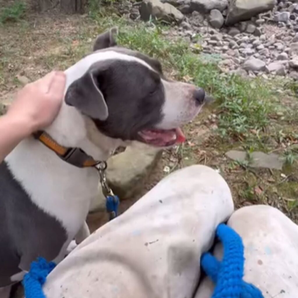 The dog is sitting, the girl is caressing him