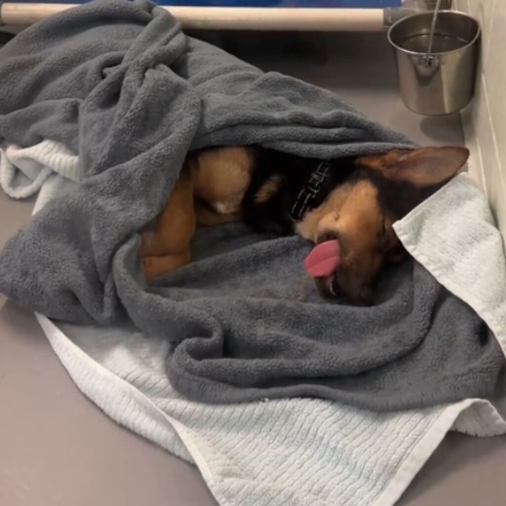 The dog is sleeping covered in a blanket