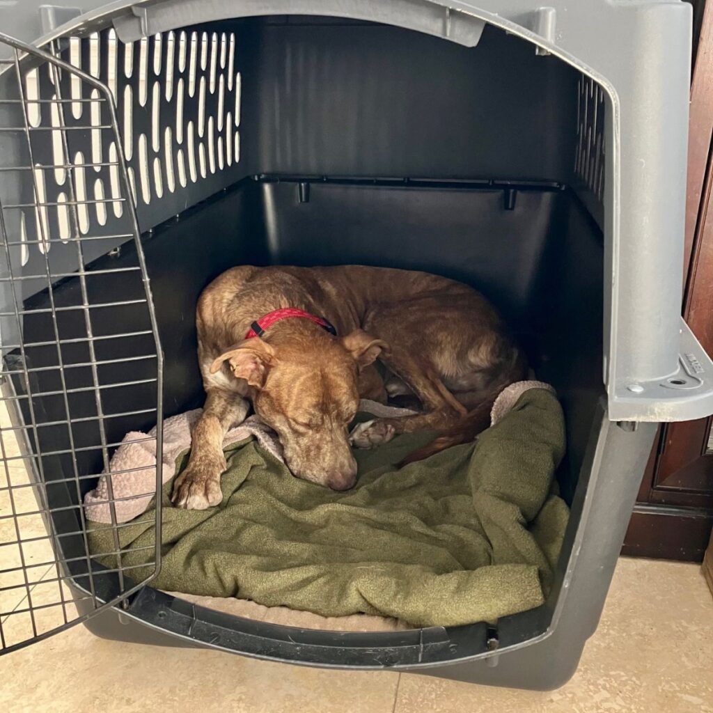 The dog is sleeping in a cage