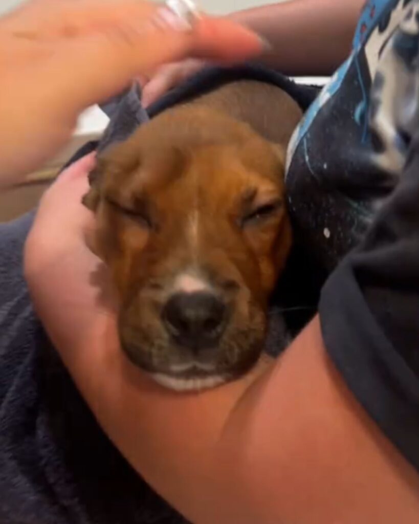 The dog is sleeping in the man's arms