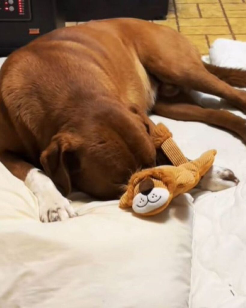 The dog is sleeping on the bed