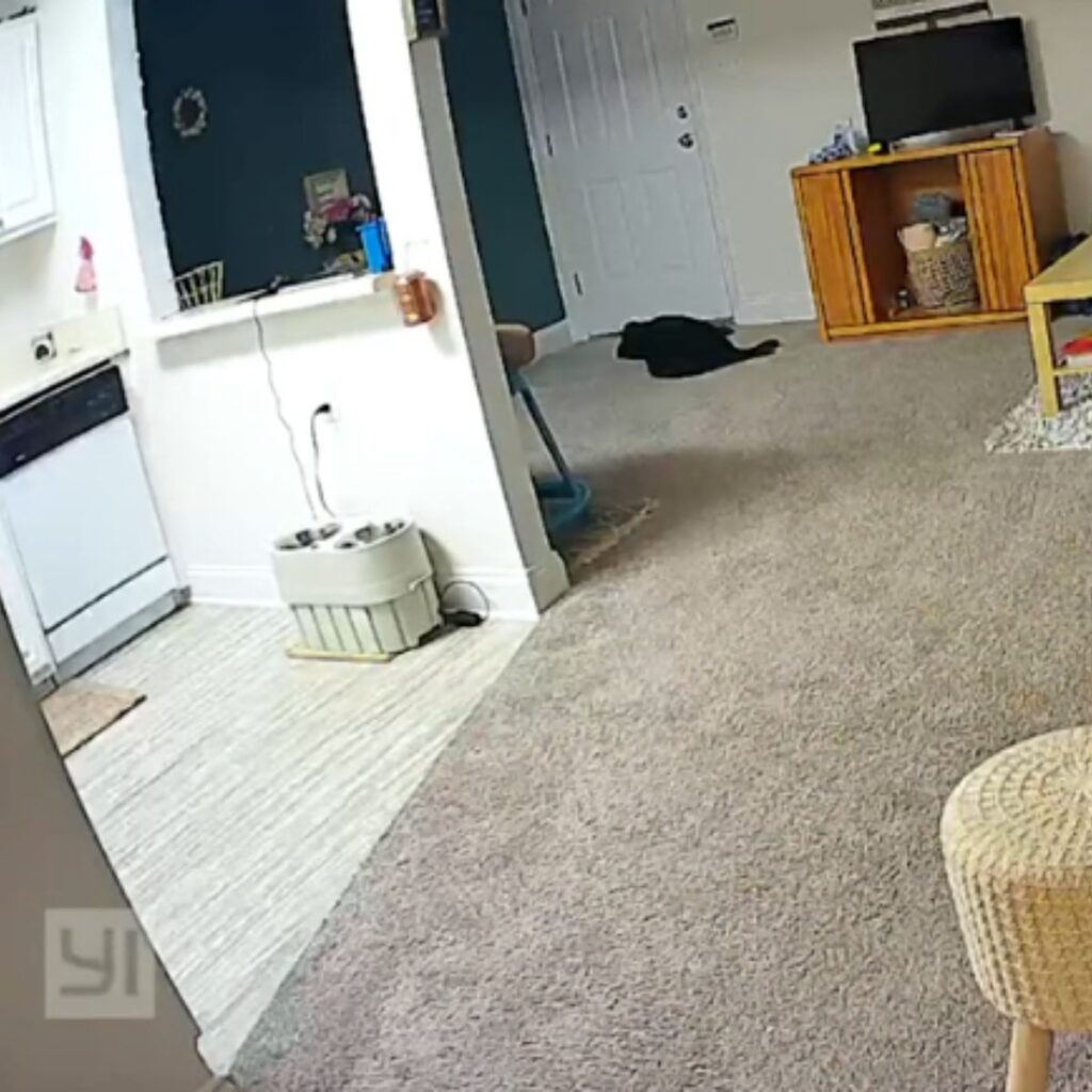 The dog is sleeping on the floor by the door