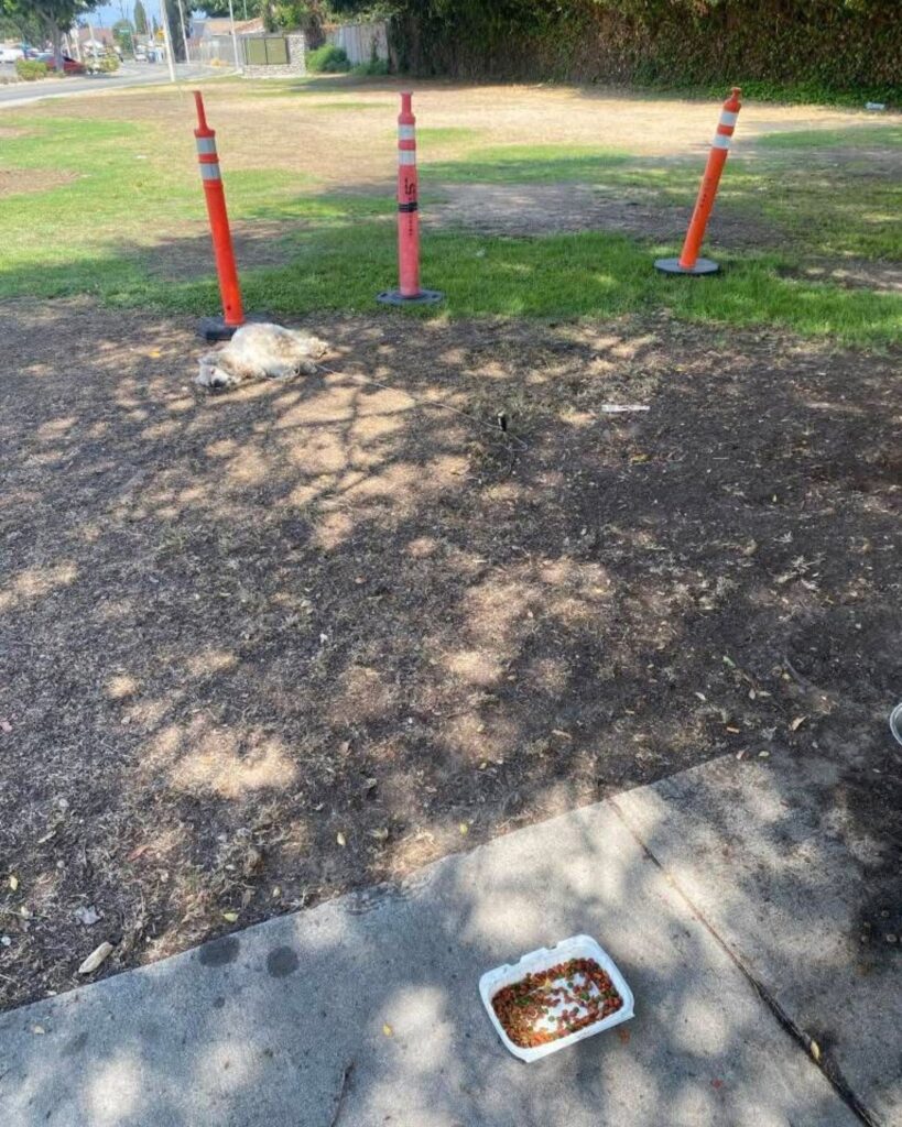 The dog is sleeping on the ground, chained