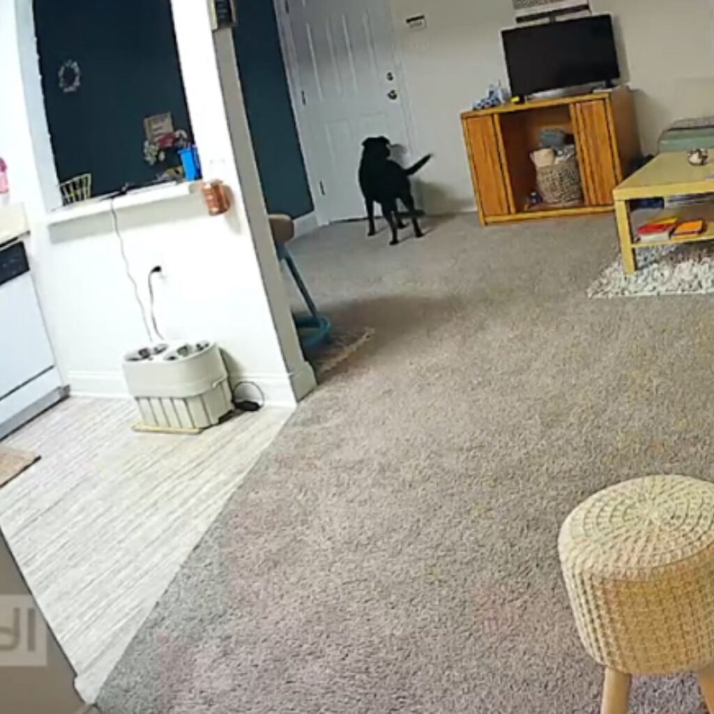 The dog is standing in the kitchen by the door