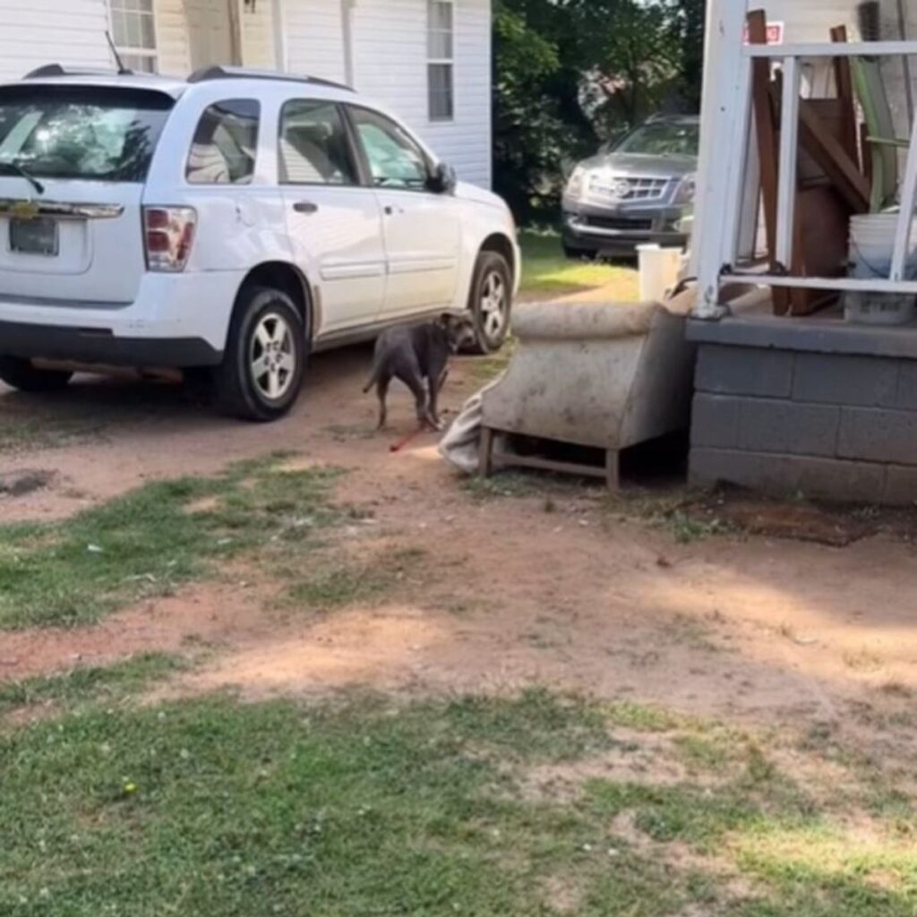The dog is standing next to the car