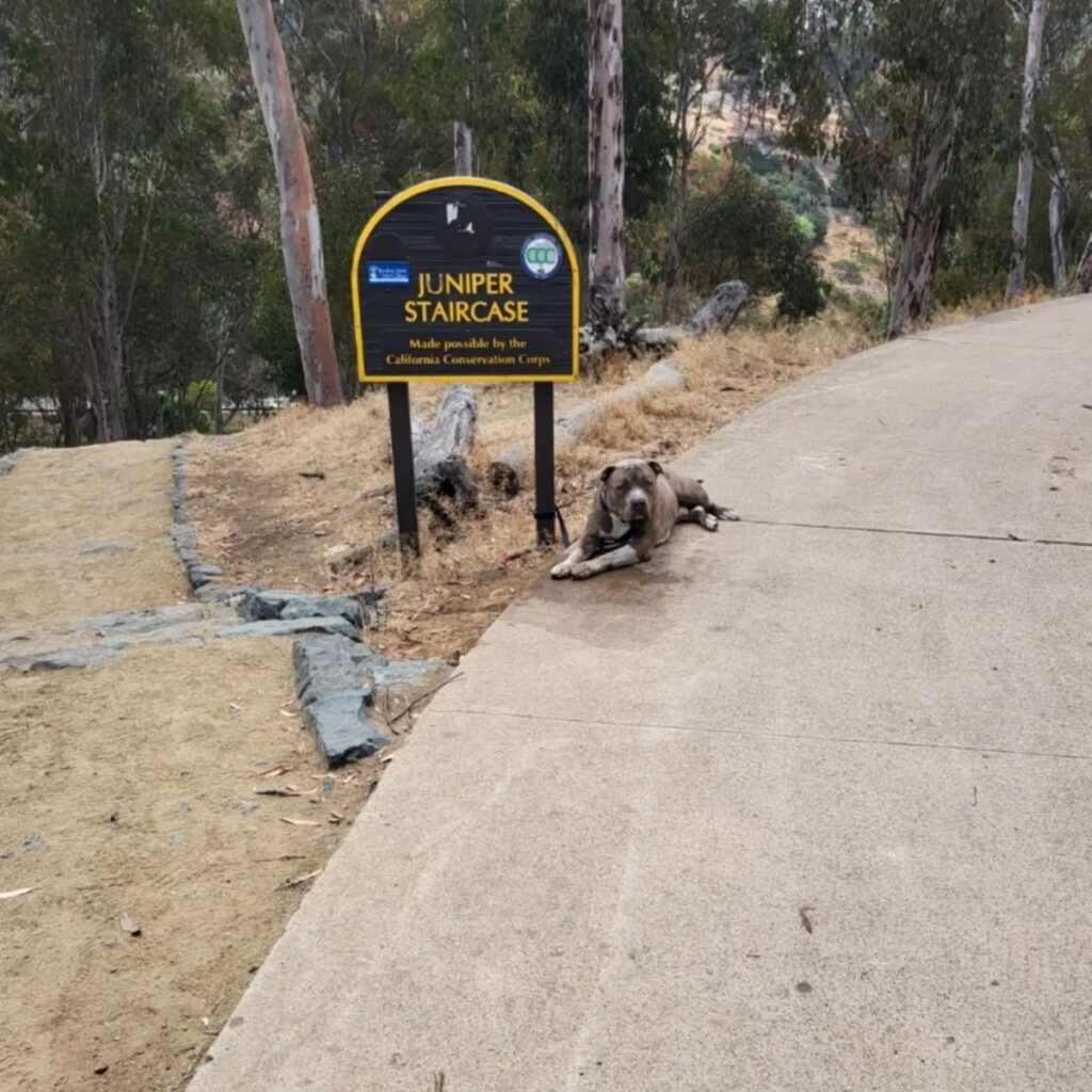 The dog is standing next to the signpost
