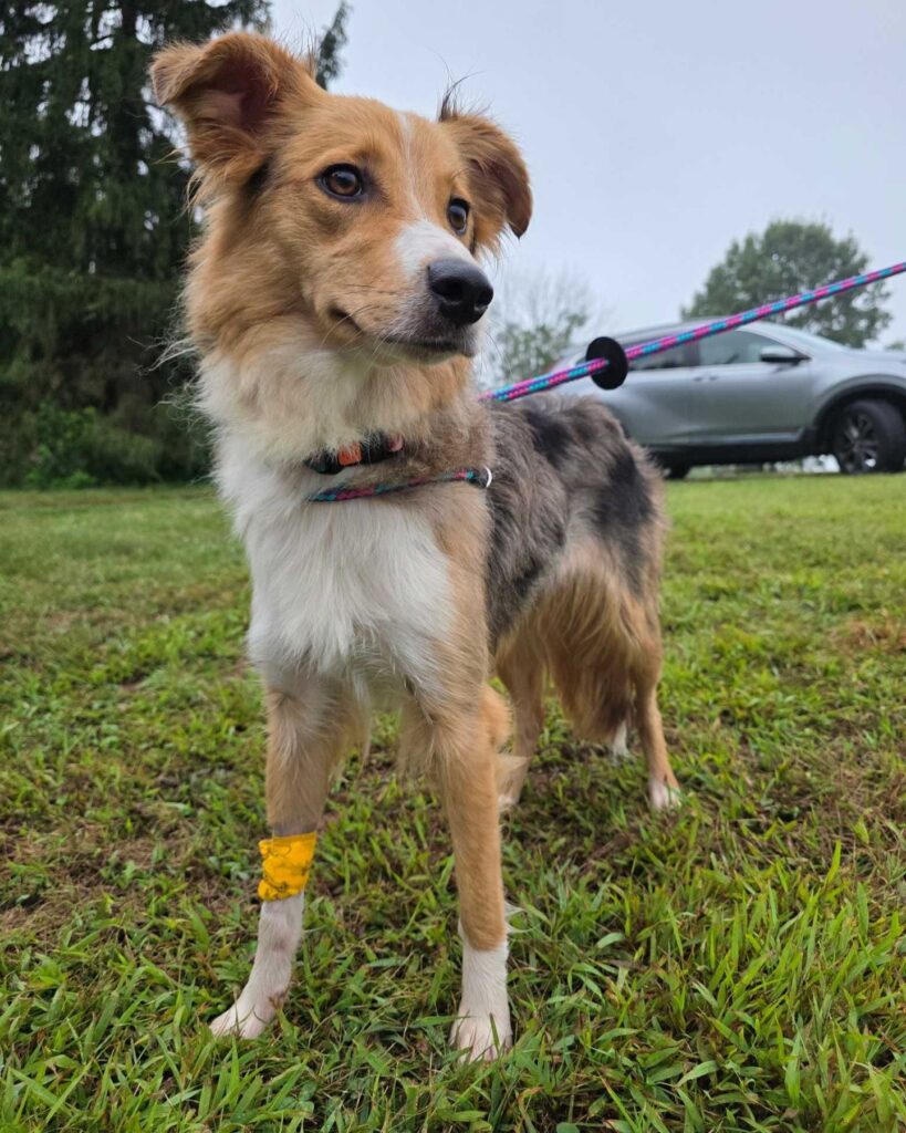 The dog is standing on a leash on the lawn