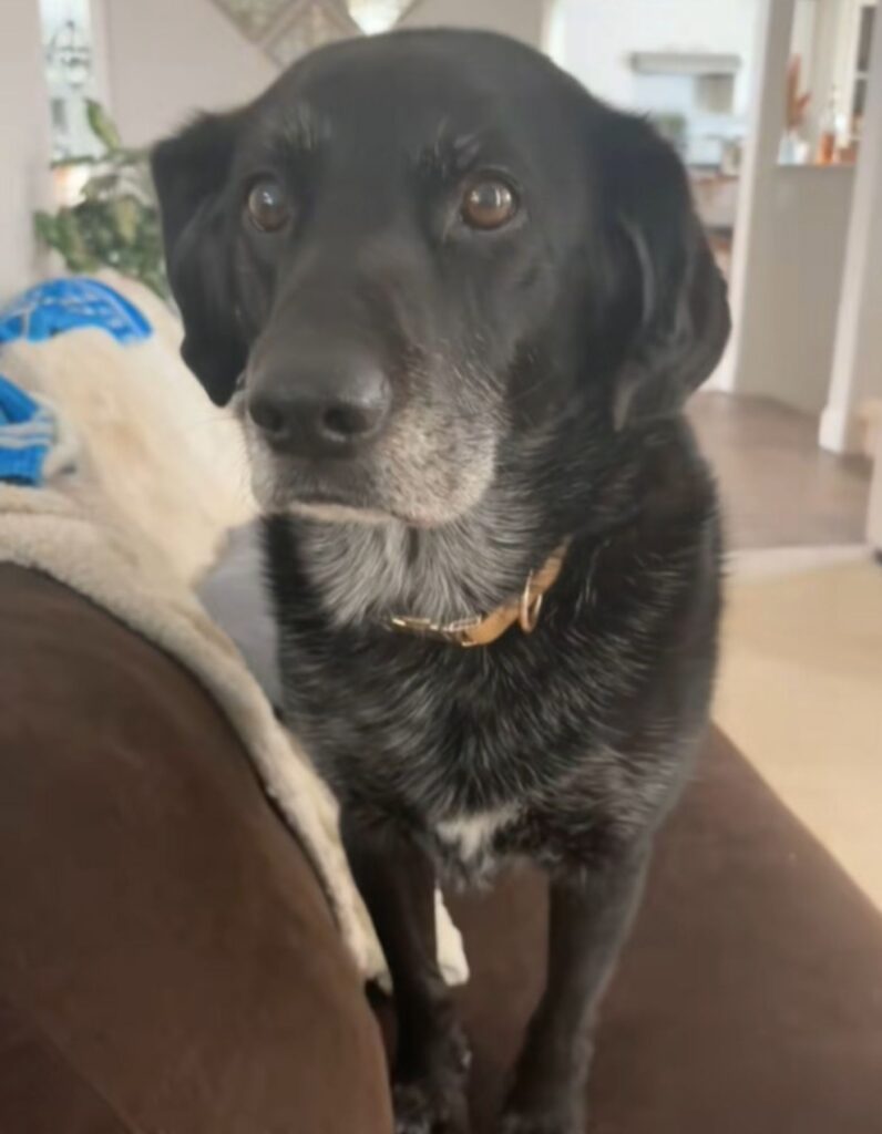 The dog is standing on the couch