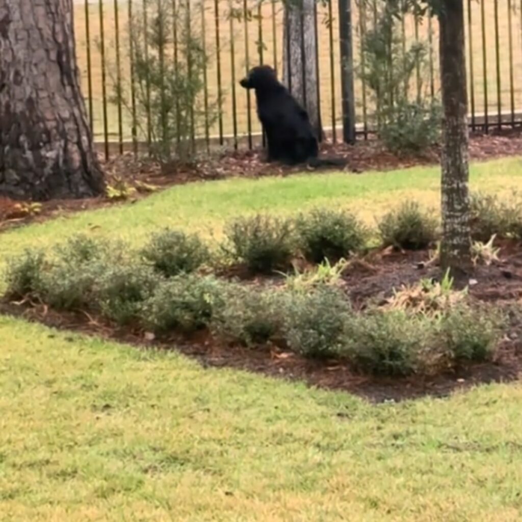 The dog is waiting by the fence