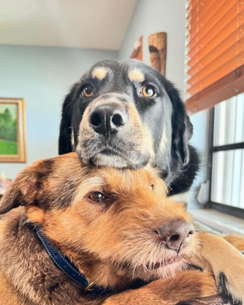The dog leaned its head on the dog's head