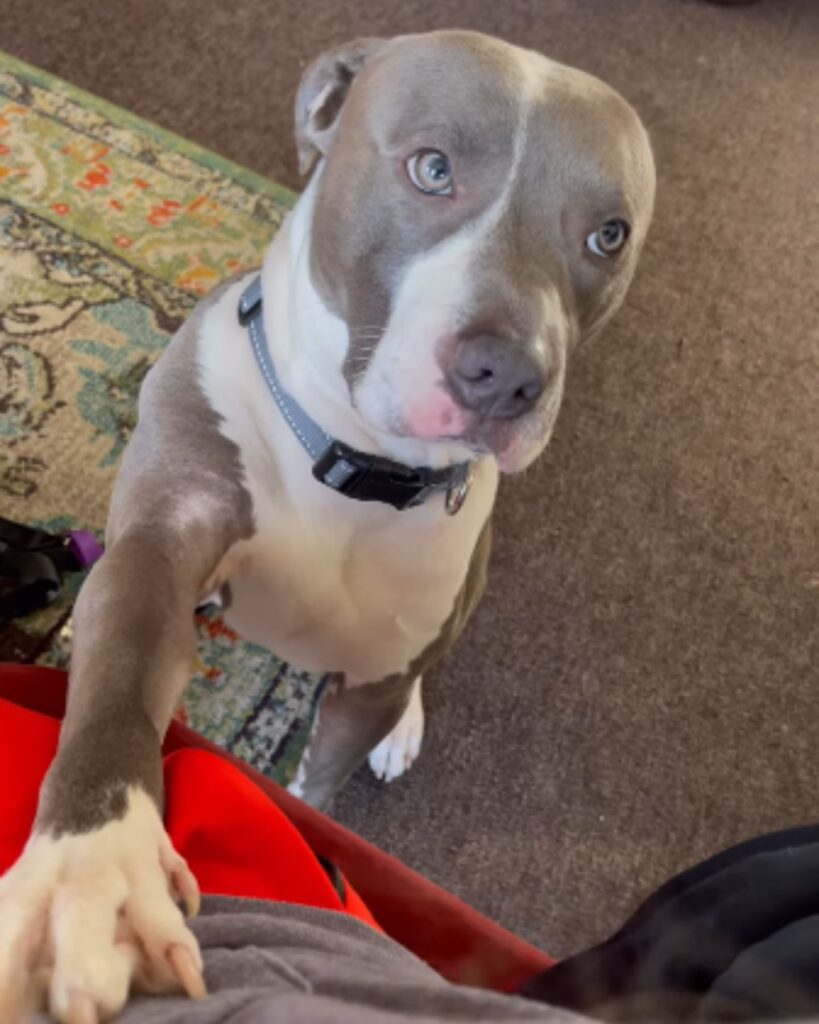 The dog leaned its paw on the man