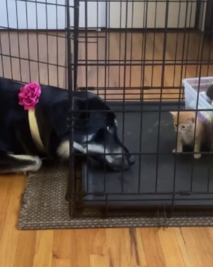 The dog stuck its head into the cage with the cat