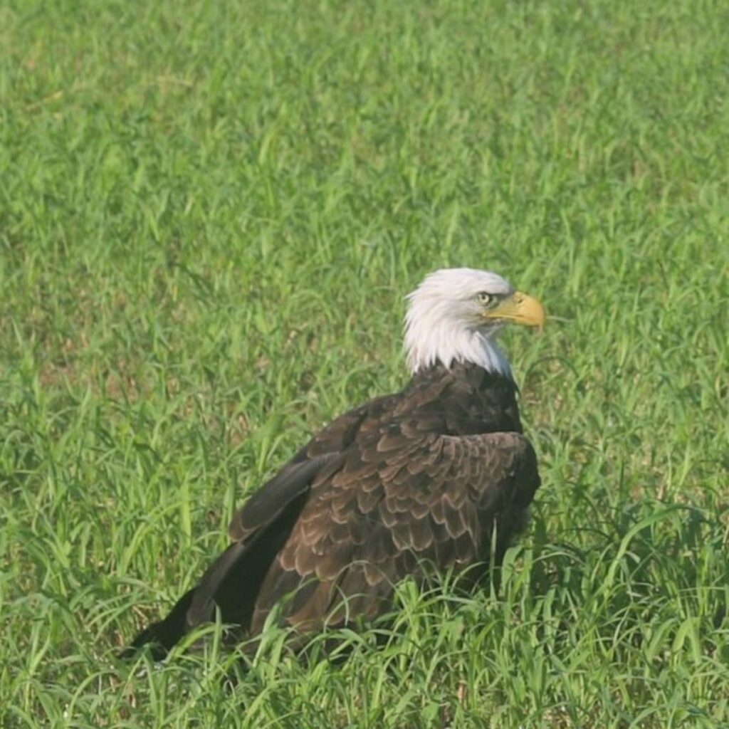 The eagle is sitting on the grass