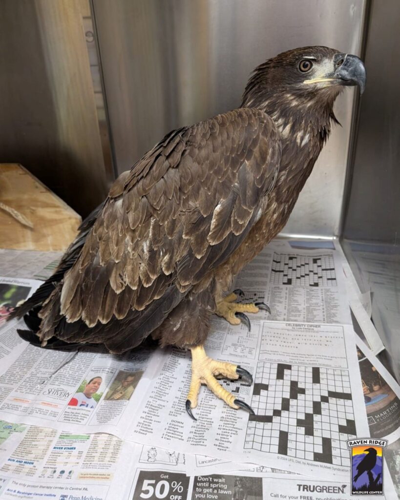 The eagle is standing on the newspaper