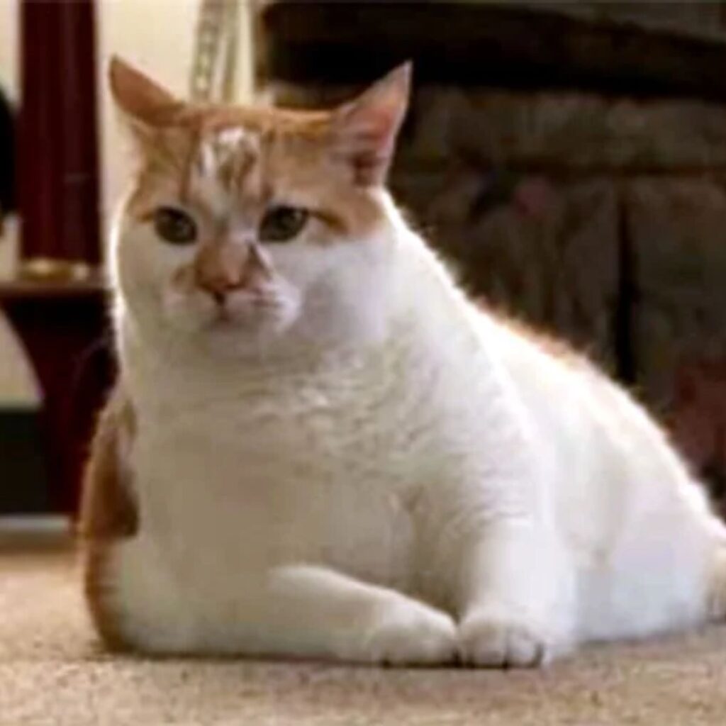 The fat cat is lying on the floor