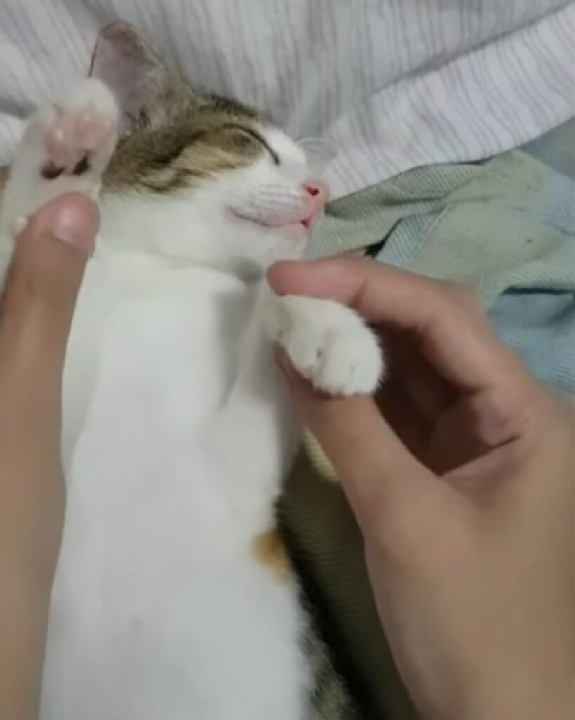 The girl is holding the kitten by the paws