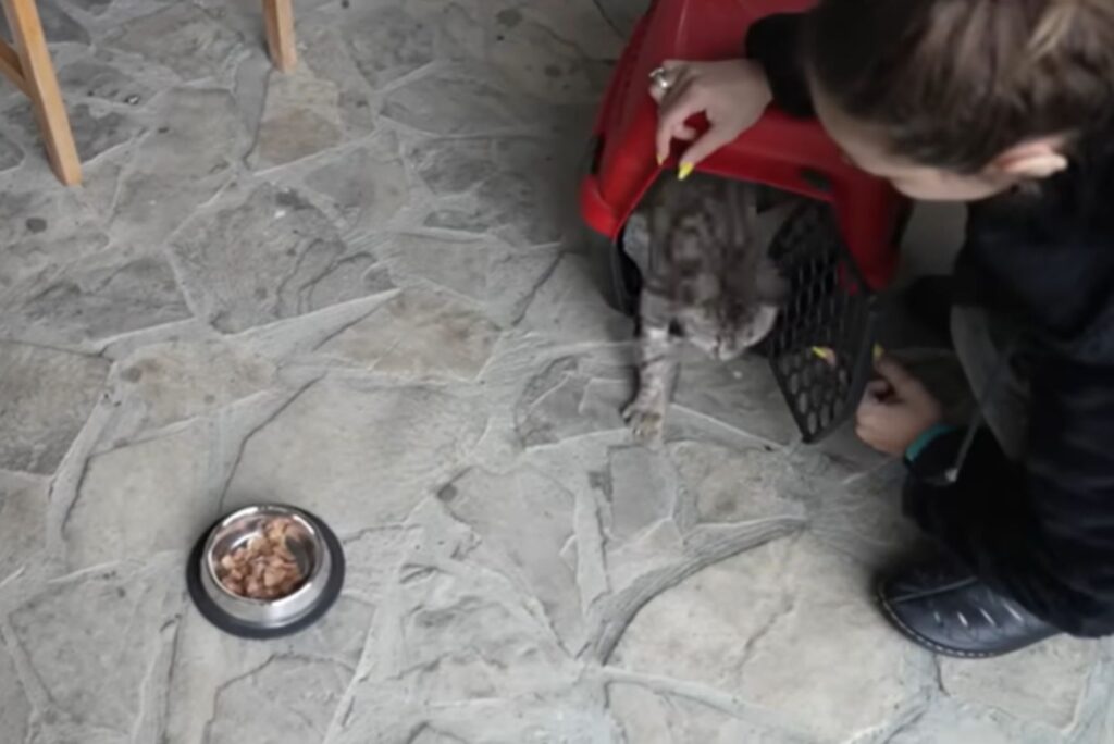 The girl lets the cat out of the cage