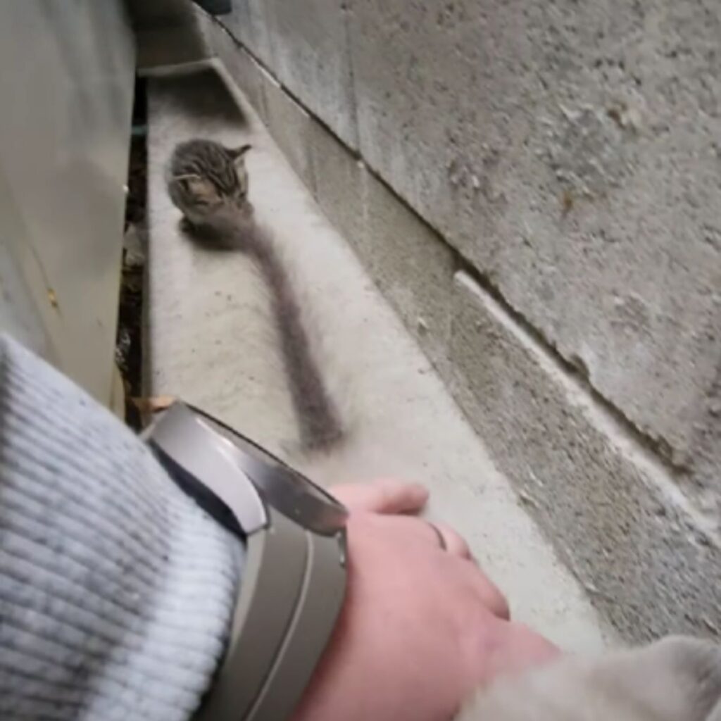 The girl takes the kitten in her hand