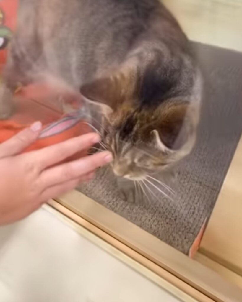 The girl touches the glass where the cat is