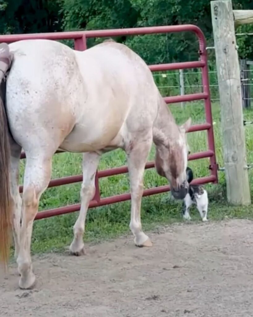 The horse is sniffing the cat