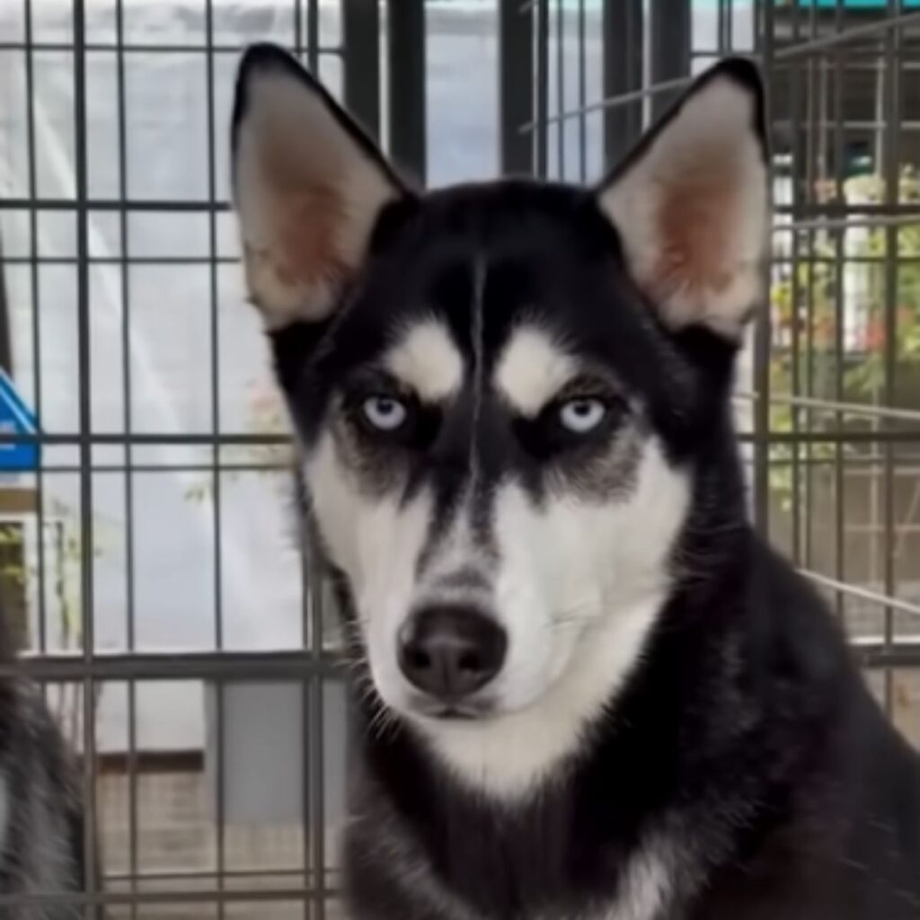 The husky is looking ahead