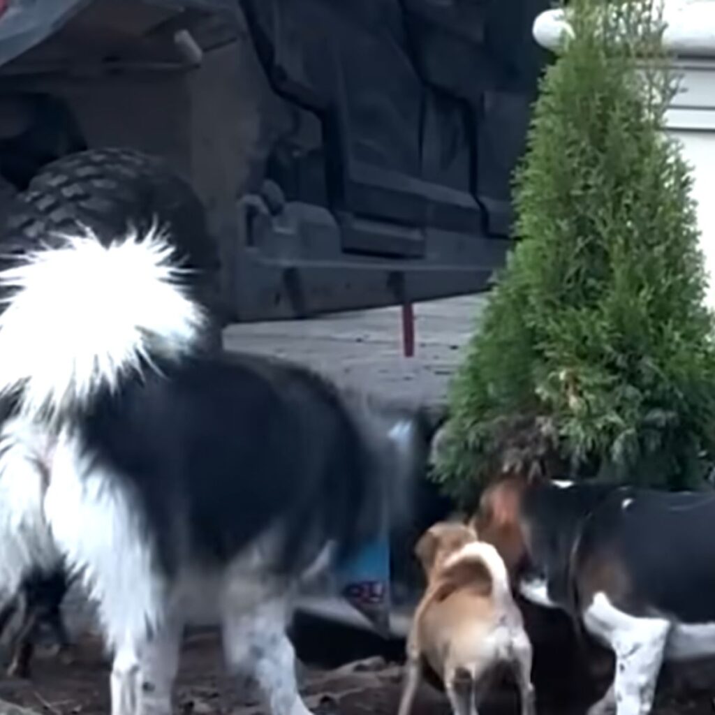 The husky is standing with two other dogs.