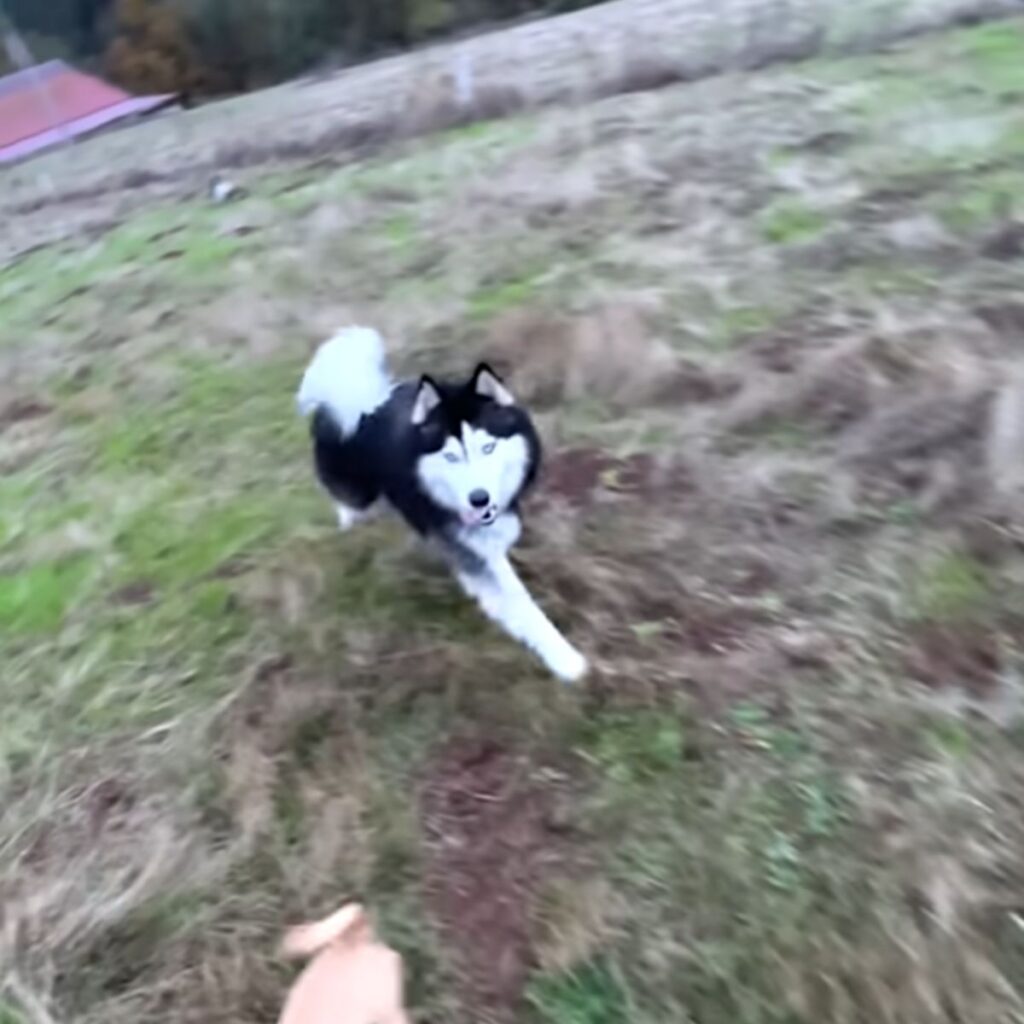 The husky runs across the field