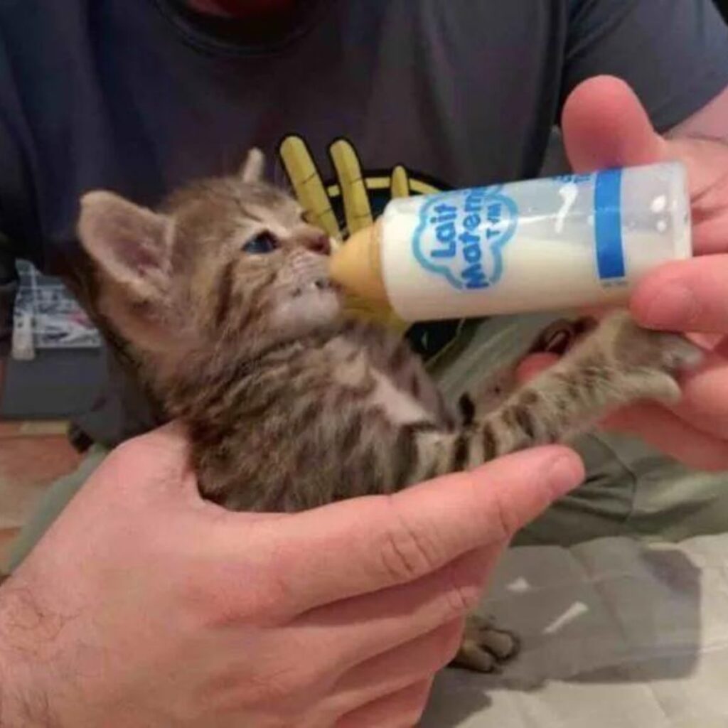 The kitten drinks milk from a bottle