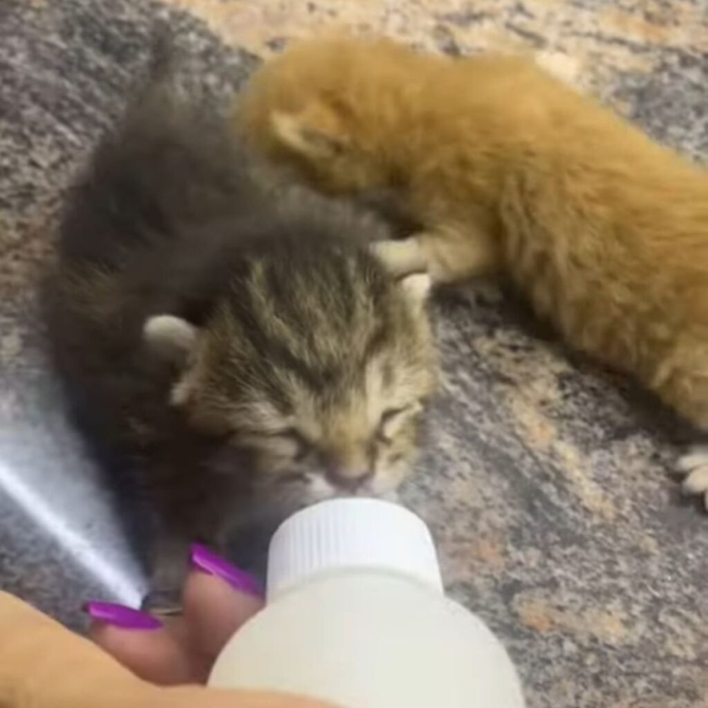 The kitten is drinking milk
