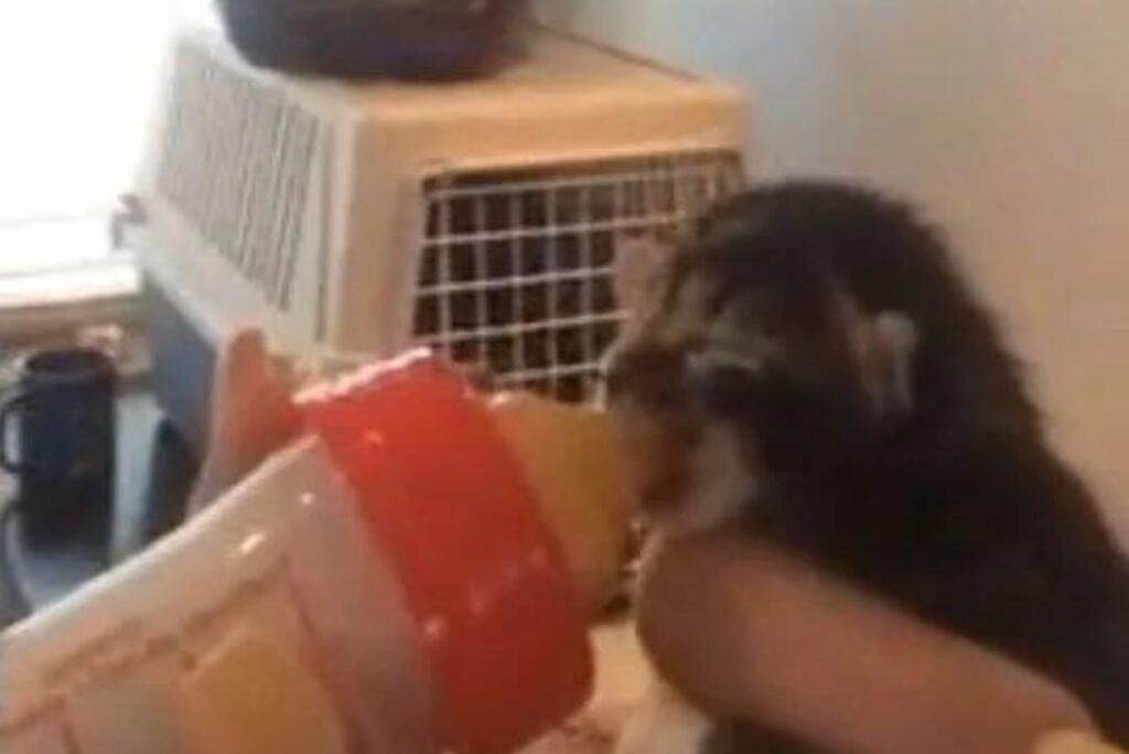 The kitten is eating from a bottle
