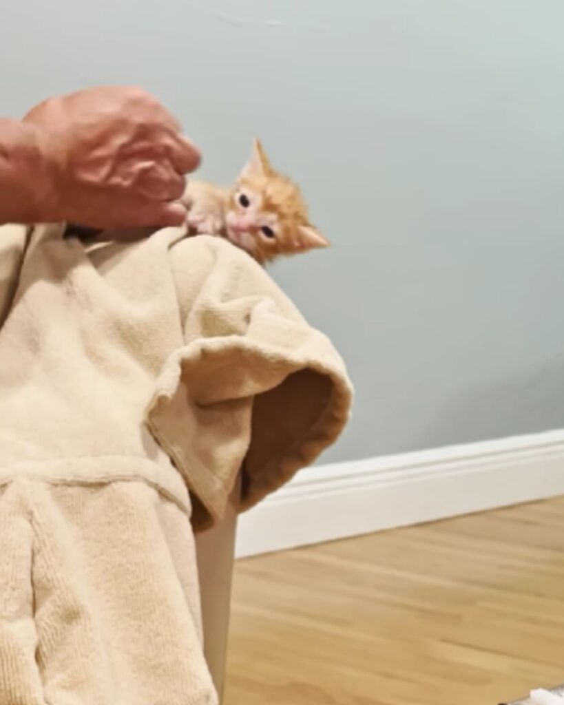 The kitten is grabbing the man's finger